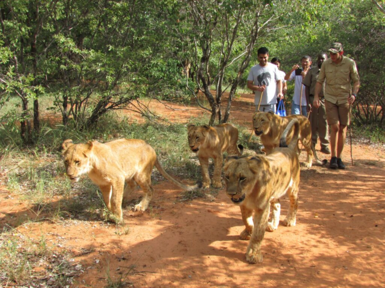 Lion-Walk-Website-1-1024x768
