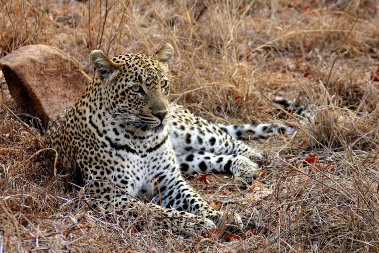 Leopard in sabi sands
