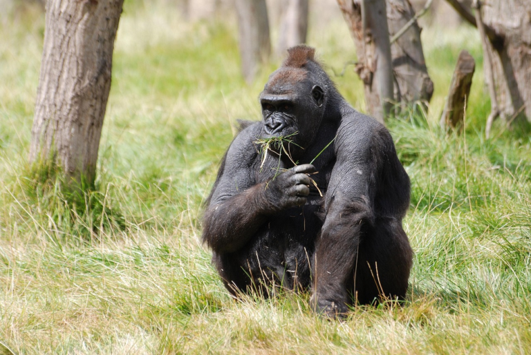Intercountry African Safari Packages